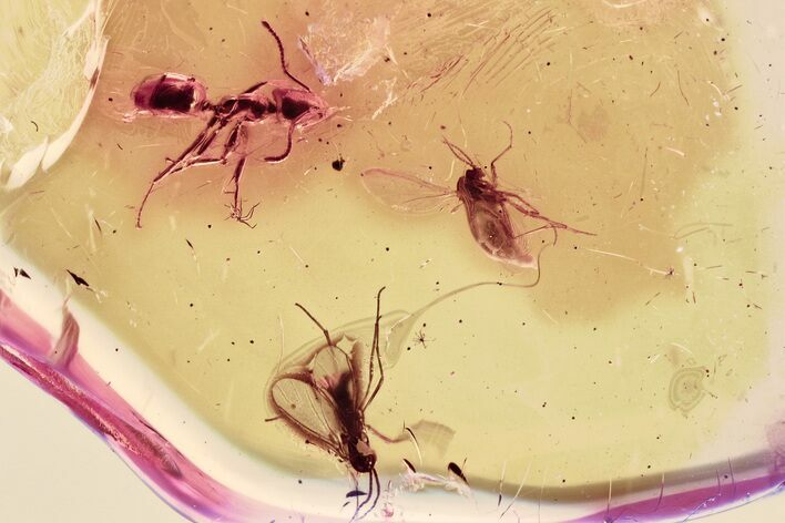 Detailed Fossil Marsh Beetles and an Ant in Baltic Amber #357827